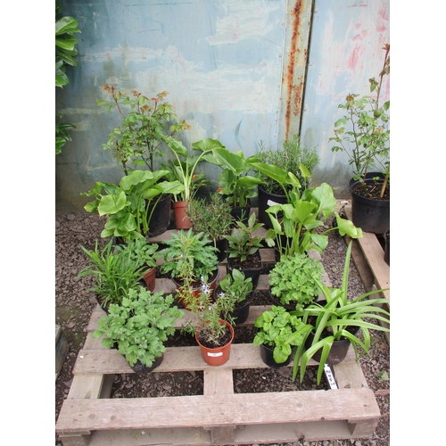 41 - An accumulation of potted plants and shrubs