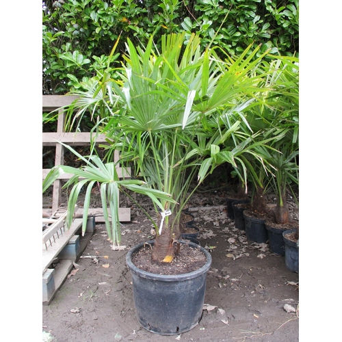 45 - Six mature potted Palms