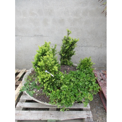 51 - A circular garden planter containing Buxus and other plants and shrubs