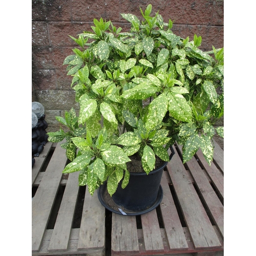 50 - A potted variegated shrub