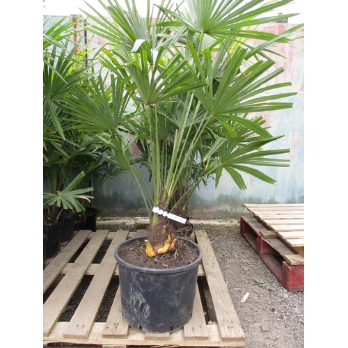 57 - Six mature potted Palm shrubs