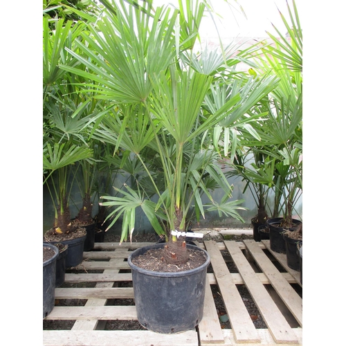 58 - Six mature potted Palm shrubs