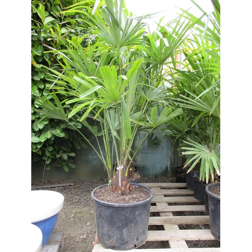 59 - Six mature potted Palm shrubs