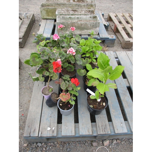 78 - A quantity of potted Geranium and Hydrangea shrubs