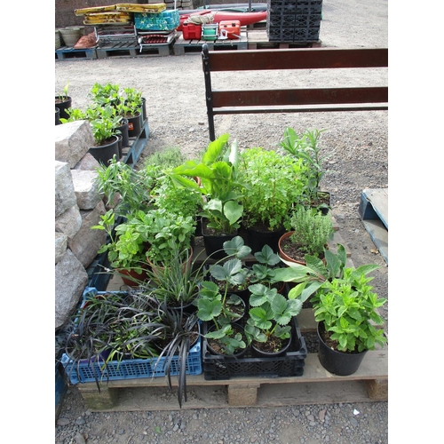 29 - A quantity of plants and shrubs