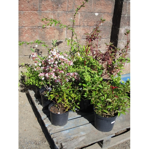 53 - A varied assortment of garden shrubs and plants