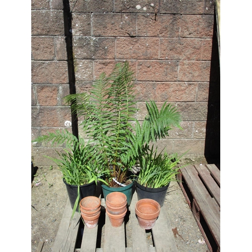 52 - A potted Fern, other potted plants and several terracotta flower pots