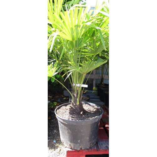 57 - Six mature potted Palms