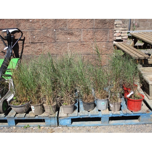 41 - A quantity of potted variegated grasses