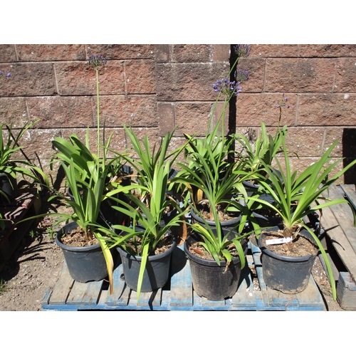 52 - Several pots of blue flowering Agapanthus