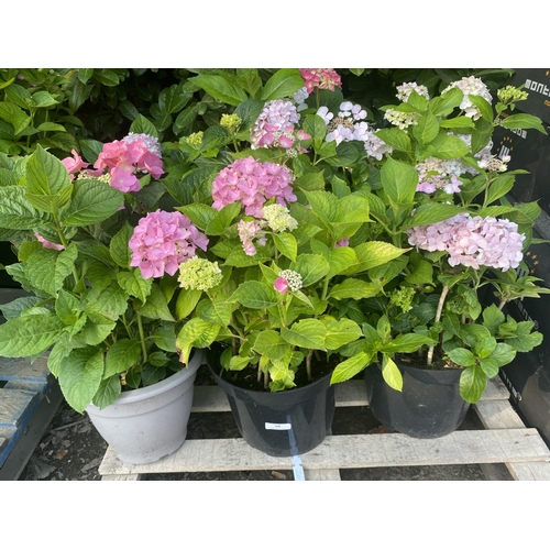 60 - Six potted mature flowering Hydrangeas