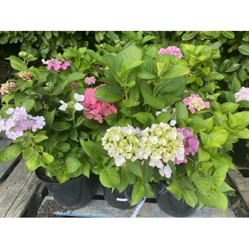 61 - Six potted mature flowering Hydrangeas