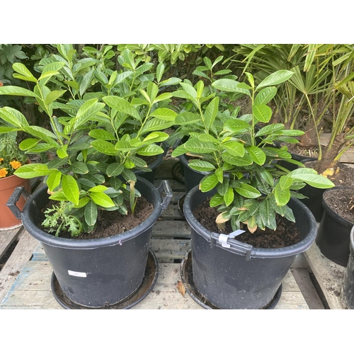 62 - Six potted Laurel shrubs