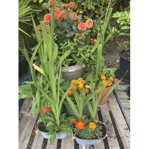 63 - A large potted flowering Dahlia, French Marigolds and other plants