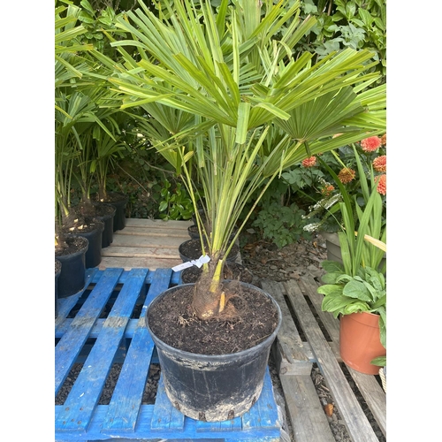 64 - Six potted mature Palm shrubs