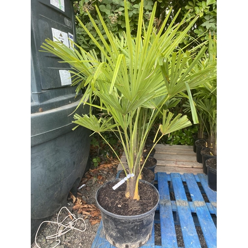 65 - Six potted mature Palm shrubs