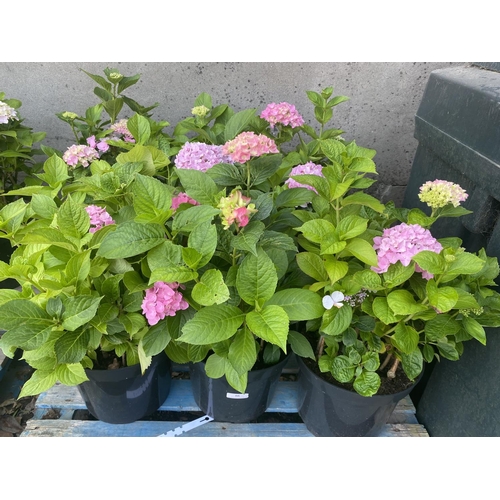 66 - Six potted mature flowering Hydrangeas