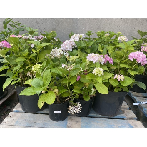 67 - Seven potted mature flowering Hydrangeas