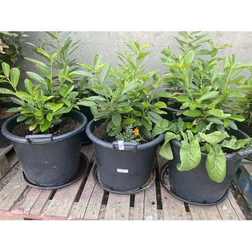 68 - Six potted Laurel shrubs