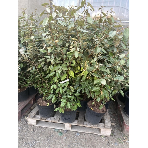 69 - Fifteen potted mature Elaeagnus hedging shrubs