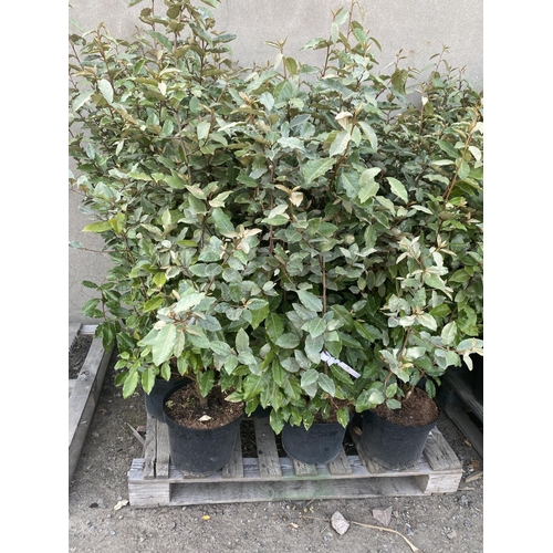 72 - Fifteen potted mature Elaeagnus hedging shrubs