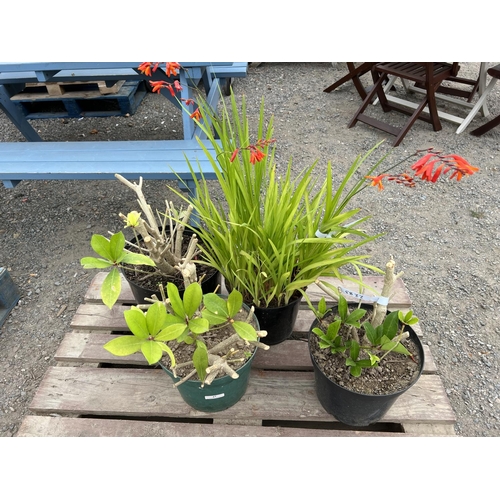 47 - Three potted Skimmia bushes together with a potted Crocosmia