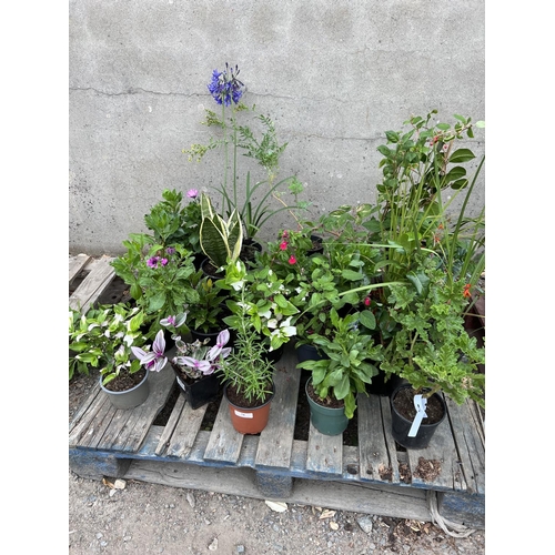 74 - An accumulation of potted plants and shrubs