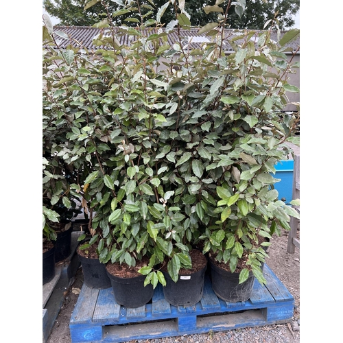 93 - Fifteen potted mature Elaeagnus hedging shrubs