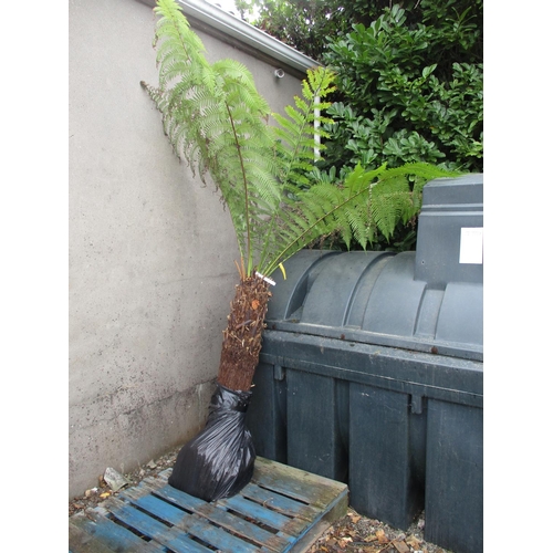 46 - A large mature Fern