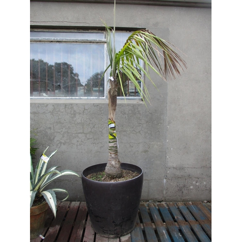 47 - A large mature Kentia Palm