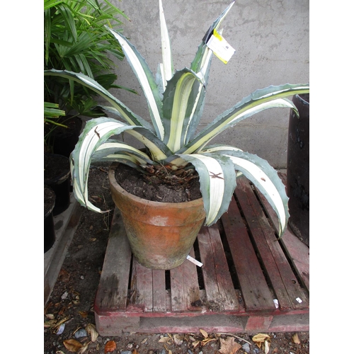 48 - A variegated Agave (rare)