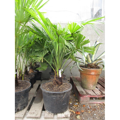 49 - Seven mature potted Palms