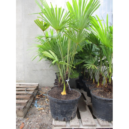 50 - Seven mature potted Palms