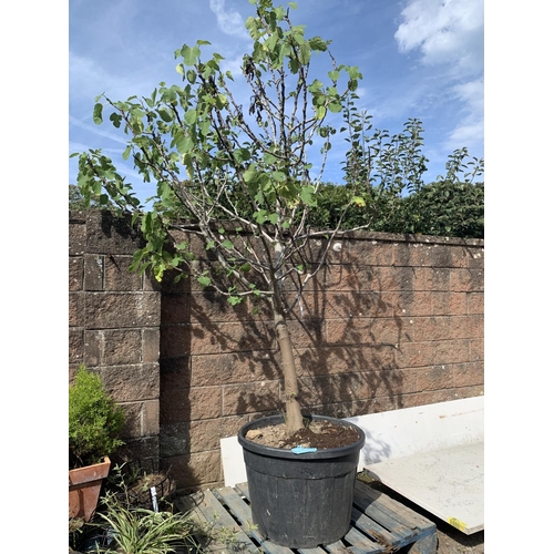 44 - A mature potted Fig tree