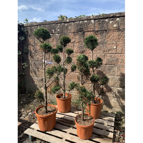 46 - Four potted Leylandii shrubs