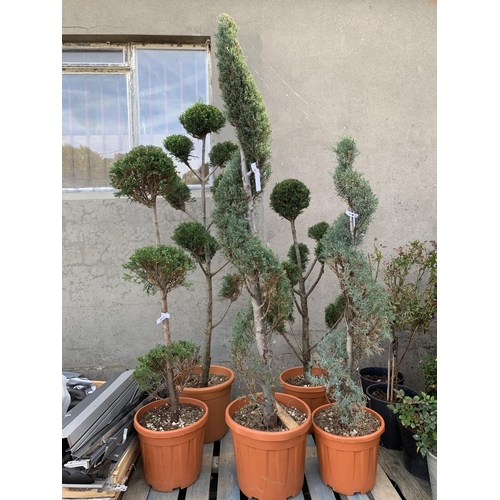 56 - Five Leylandii shrubs