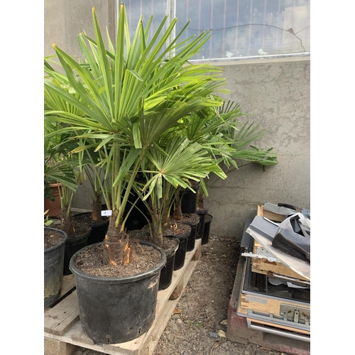 58 - Seven potted mature Palm shrubs