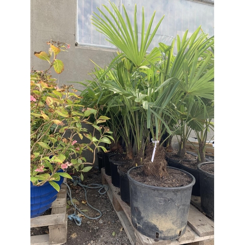 59 - Seven potted mature Palm shrubs