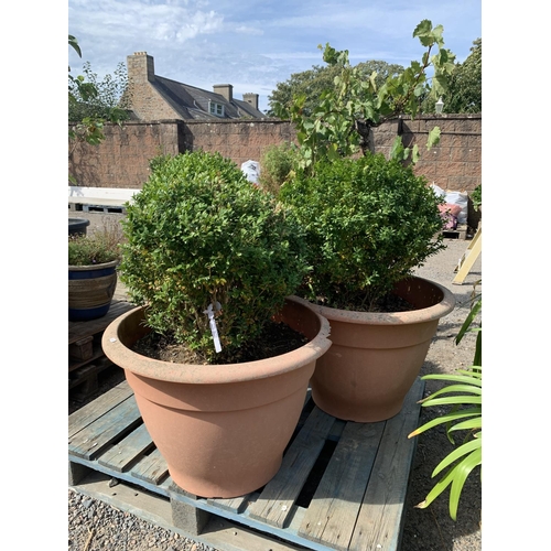 76 - Three potted Buxus shrubs