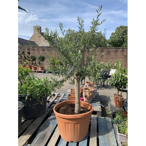 82 - A potted mature Olive tree