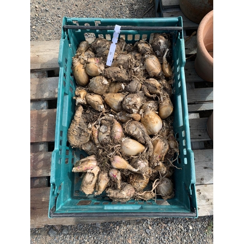 92 - A quantity of Jersey Lily bulbs