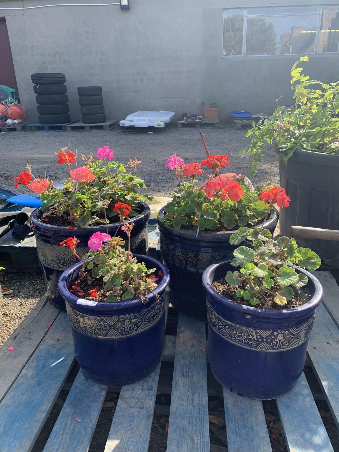 a-set-of-four-salt-glazed-stone-ware-planters-containing-geraniums