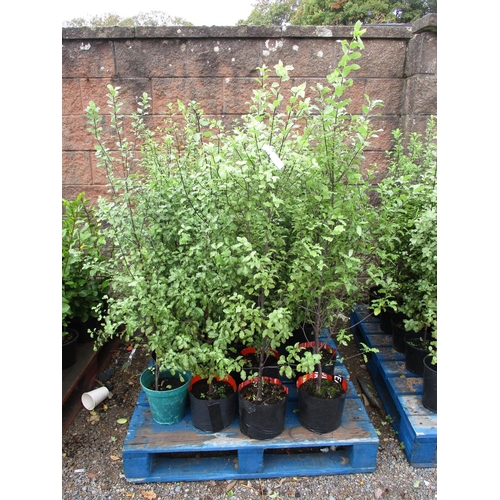 54 - Twenty Pittosporum hedging shrubs