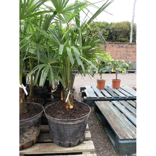 86 - Six mature potted Palm shrubs