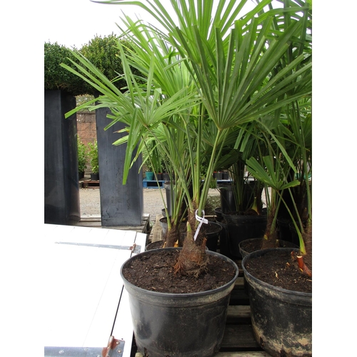 88 - Six mature potted Palm shrubs