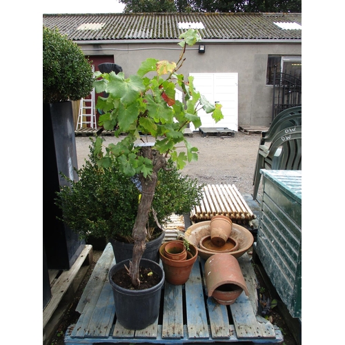 95 - A grape vine, a Buxus and assorted terracotta ware