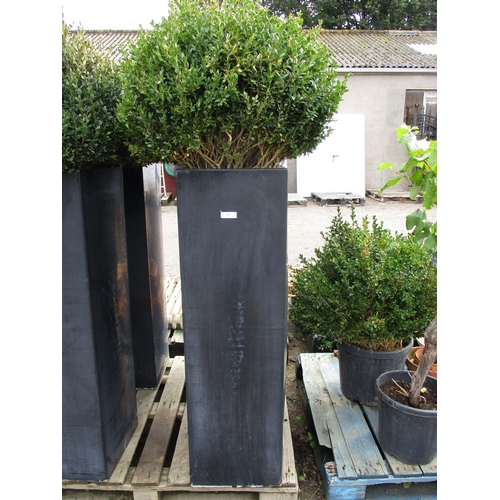 96 - A pair of tall square contemporary planters each containing a Buxus shrub