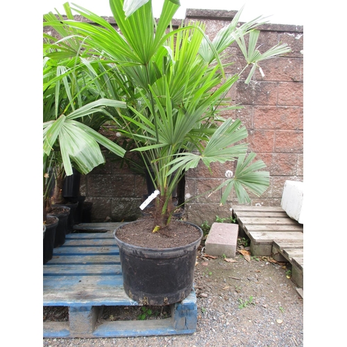 48 - Seven mature potted Palm shrubs