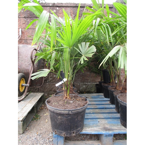 49 - Seven mature potted Palm shrubs