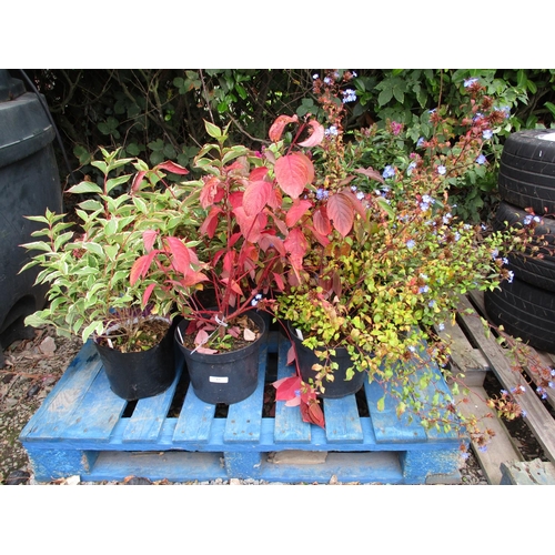 63 - Assorted potted shrubs